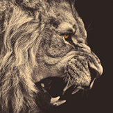 .HawK